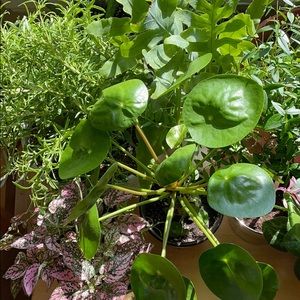 Meet your Posher, Gina